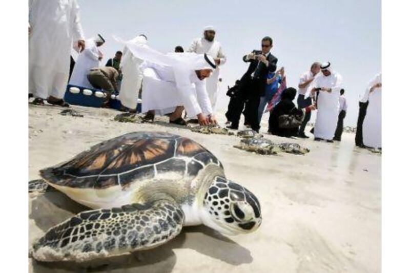 Sharjah Museums Department and Ministry of Environment and Water officials photograph rehabilitated sea turtles released at the shore on Wednesday. The turtles proceeded - slowly - into the surf. Jaime Puebla / The National