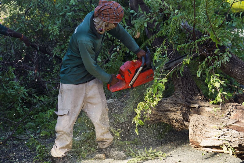 A worker cuts through a downed tree with a chainsaw after a major storm in Dubai. AP