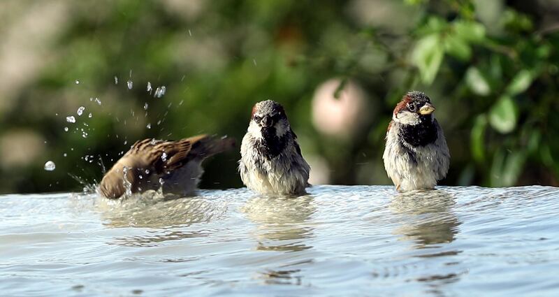 Birds cool themselves in a fountain in a park on a hot day in Belgrade, Serbia,.  EPA
