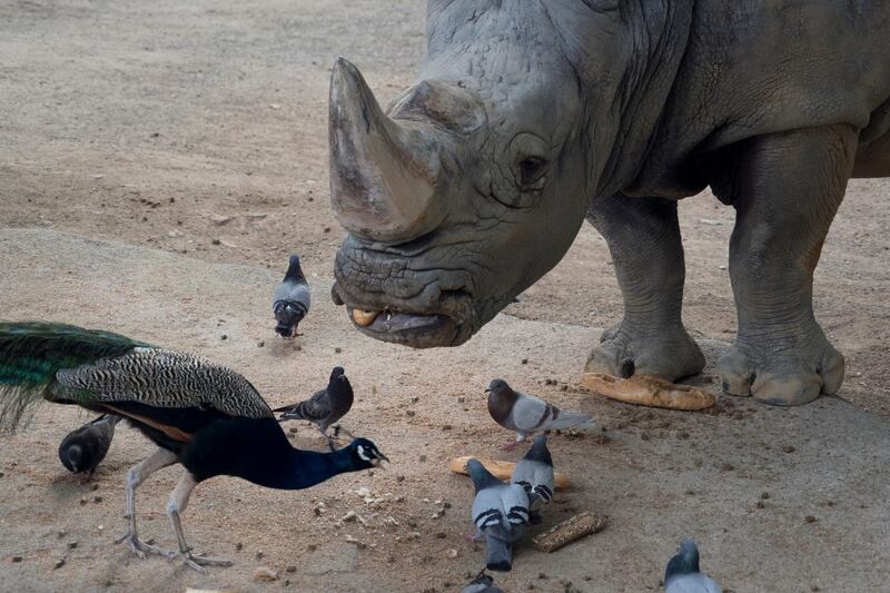 Pedro, a 45-year-old white rhinoceros eats a baguette for breakfast together with a peacock and pigeons in his enclosure at the zoo in Barcelona, Spain. AP Photo