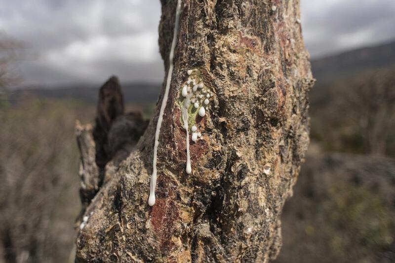 Sap runs out of a frankincense tree near Mader Moge, Somaliland. The various classes of resin are shipped to Yemen, Saudi Arabia and eventually Europe and America.