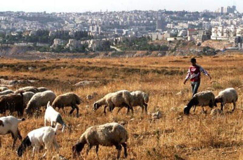Fadlallah Dahouk, 16, herds sheep near the settlement of Givat Zeev.