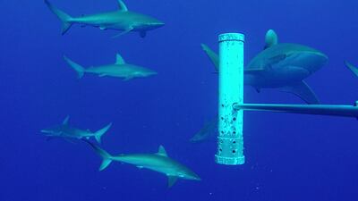 The UK is launching the first major network of underwater camera rigs to monitor wildlife. Foreign Office.