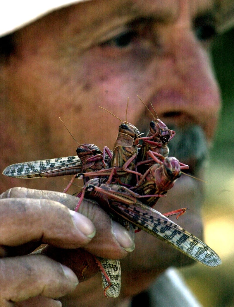 A farmer holds up a handful of locusts that descended on a field north of Beirut. Reuters, file