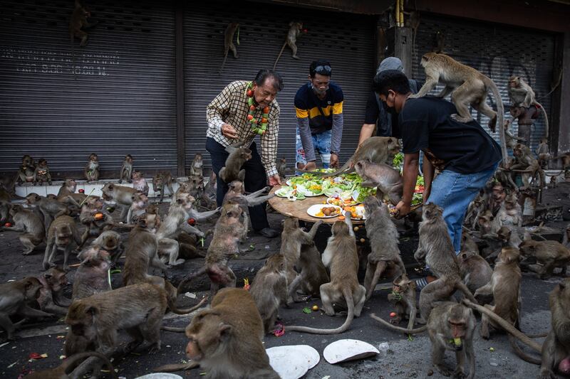 Lopburi locals provide a platter of fruits for the monkey population in Lop Buri, Thailand at the annual Monkey Festival. Getty