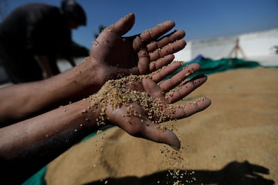 Milled wheat in the southern Lebanese town of Marjayoun. AFP