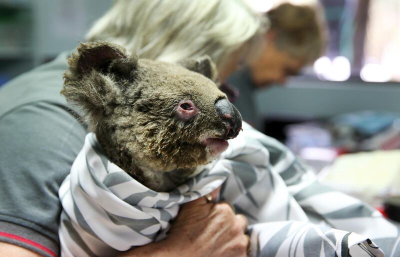 A koala named Rose from Thrumster recovers from burns at the Port Macquarie Koala Hospital=