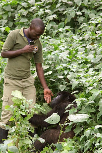 A keeper plays with a mountain gorilla in the Senkwekwe Centre, the world's only orphanage for such mammals, in the Virunga National Park in'Rumangabo, Congo, 8 December 2016. The sanctuary covers around 1.5 hectares just north of the city of Goma. Photo by: J'rgen B'tz/picture-alliance/dpa/AP Images