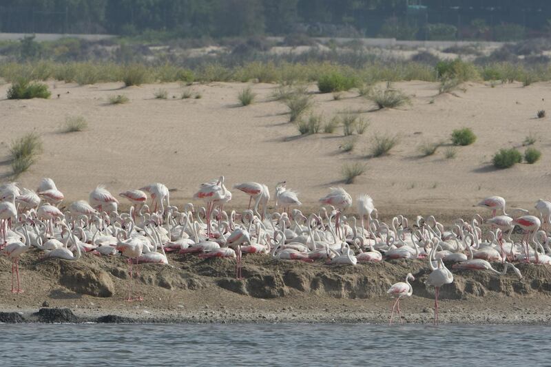 Thousands of flamingos visit the Al Wathba Wetland Reserve in winter. Courtesy Environment Agency Abu Dhabi