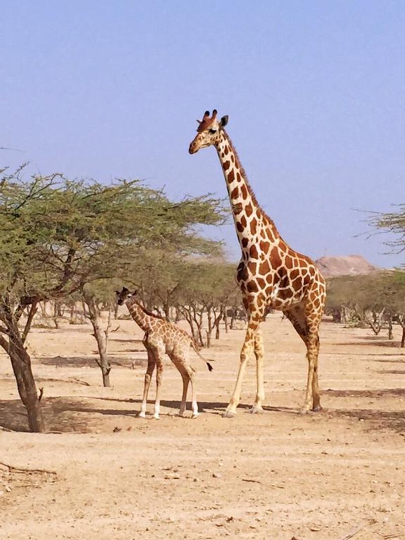 One of the two giraffe calves to be born on the Sir Bani Yas wildlife and nature reserve, bringing the reticulated giraffe population on the island to 37. Courtesy TDIC