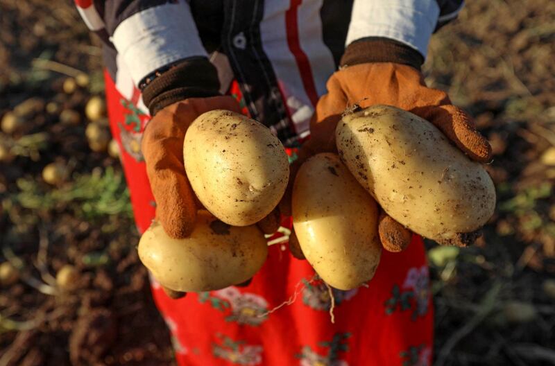 A farmer sorts out harvested potatoes at a field in Bardarash district, near the city of Duhok, in Iraq's autonomous Kurdish region. AFP
