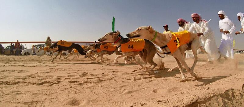 Some of the fastest Arabian saluki dogs gathered at Al Dhafra Festival, on December 30, for one of the last races at this year’s event. Courtesy Abu Dhabi Festivals 