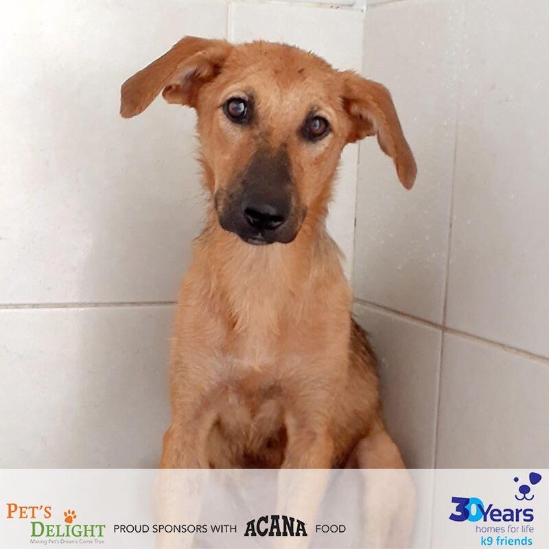 NAME: Maya. SEX: Female. DATE OF BIRTH: 03.12.2019. SIZE (when fully grown): Medium. BREED: Mix. INFO: Maya was born and raised at an equestrian centre and arrived at K9 Friends with eight siblings. She is a well socialised, energetic pup and good with other dogs. For more information on adoption, call the office on 04 887 8739 Saturday, Tuesday, or Thursday 9am-1pm.