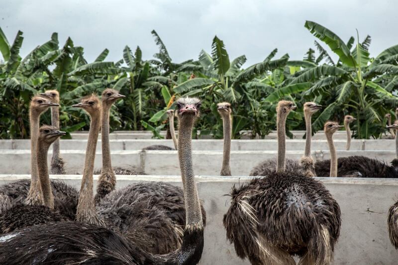 Ostriches stand in pens at the Trung Kien Ostrich Farm in Dong Trach village, Hai Duong province, Vietnam. Bloomberg