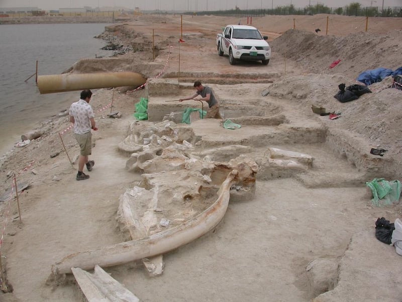 A humpback whale skeleton found in Abu Dhabi in 2006 sheds light on the climate and sea level during that time. Photo courtesy Dr John Stewart