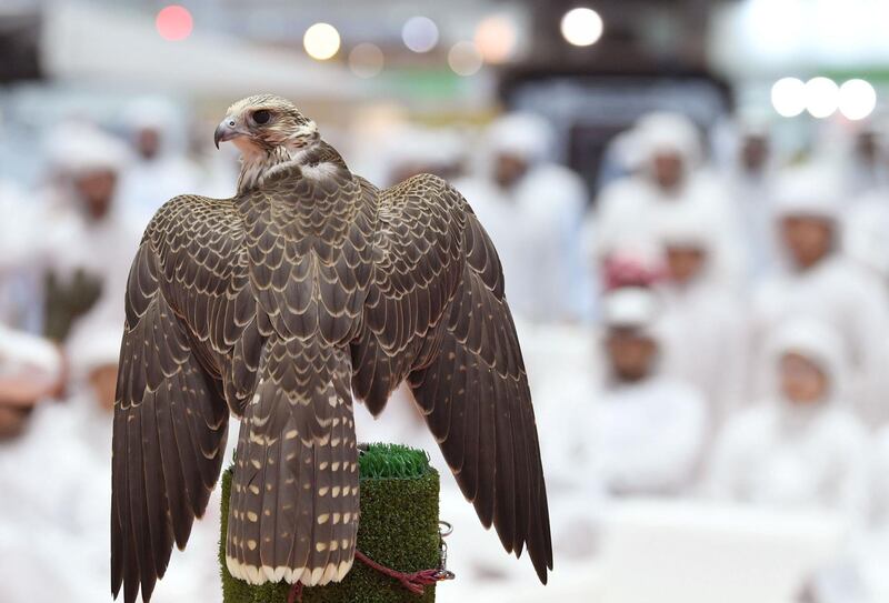 ADIHEX Announces the “Most Beautiful Captive-Bred Falcons” Contest. Courtesy ADIHEX