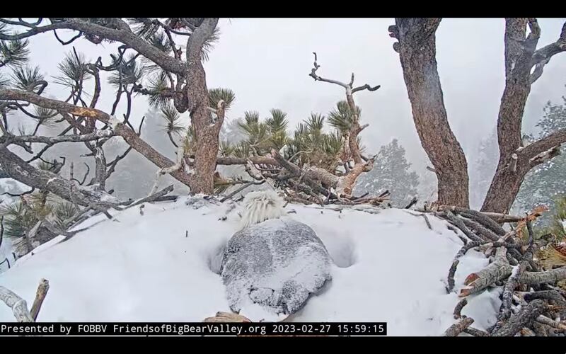 This remote camera image shows a bald eagle warming its eggs in a nest near Big Bear Lake in southern California. AP