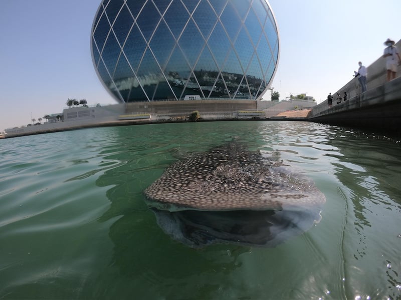 A whale shark seen in Al Raha in Abu Dhabi. Courtesy: Environment Agency Abu Dhabi