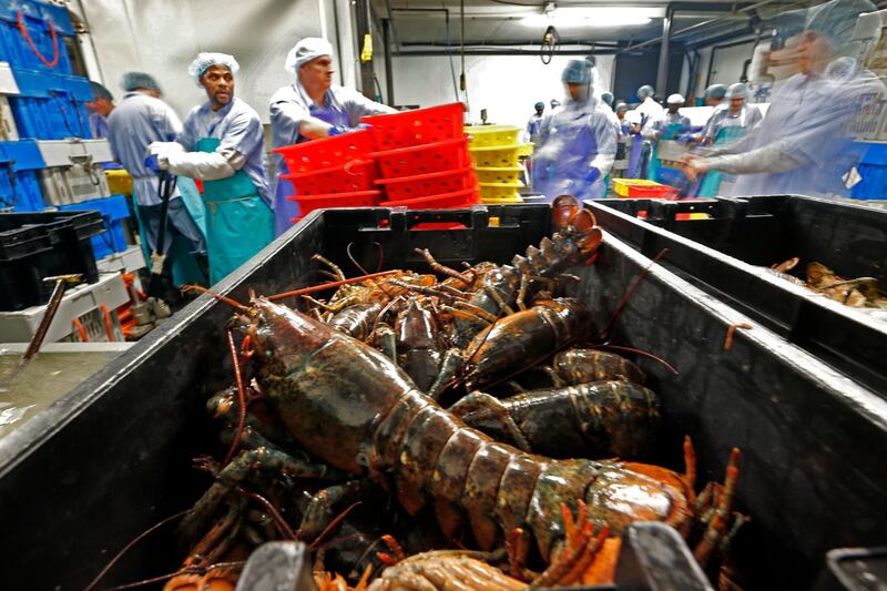 FILE - In this June 20, 2014, file photo, lobsters are processed at the Sea Hag Seafood plant in St. George, Maine. A set of retaliatory tariffs released by China includes a plan to tax American lobster exports, potentially jeopardizing one of the biggest markets for the premium seafood. Chinese officials announced the planned lobster tariff, Friday, June 15, 2018, along with hundreds of others amid the country's escalating trade fight with the United States. (AP Photo/Robert F. Bukaty, File)