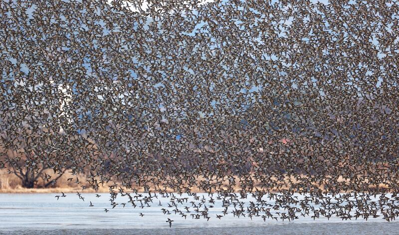 Spectacled teals fly over the Junam Reservoir, a migratory bird habitat, in Changwon, South Gyeongsang Province, South Korea. EPA