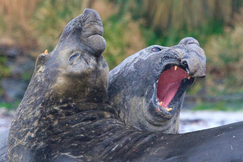 A pair of elephant seals on the island of Tristan da Cunha in the South Atlantic. Tristan da Cunha, an island with 245 permanent residents, has created a marine protection zone to safeguard wildlife in an area of the South Atlantic three times the size of the United Kingdom. (Andy Schofield/Pew Charitable Trust via AP)