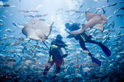 Abu Dhabi - May 7, 2009:  Divers swim with sharks in the Dubai Mall aquarium.  Lauren Lancaster / The National *** Local Caption ***  LL_08.05.09 - shark swim023.jpg