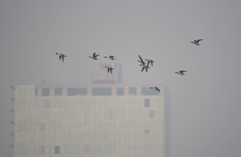 The sanctuary lies on the highly polluted Yamuna river shared by the twin cities of Delhi and Noida, but efforts are under way to reduce waste and emissions from the concrete jungles 