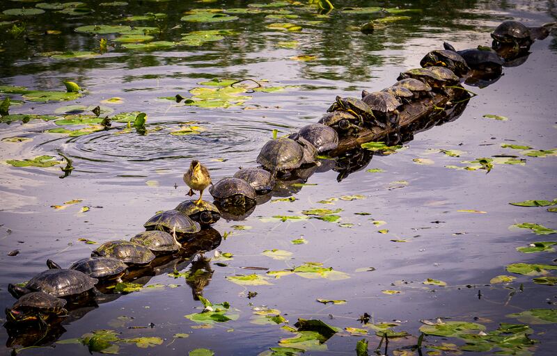 'Excuse me ... Pardon me!' Taken in Juanita Bay Park, Lake Washington, US. Ryan Sims / Comedy Wildlife 2022