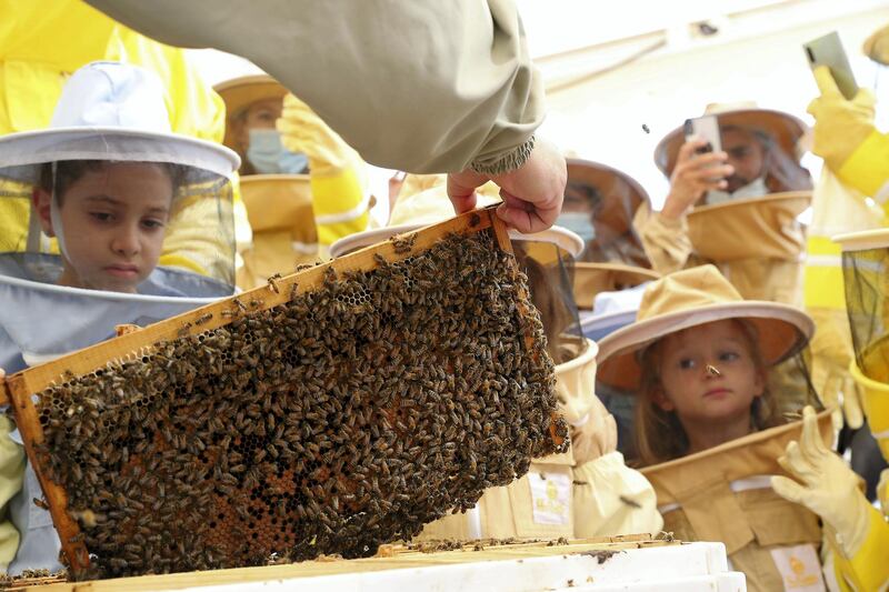 DUBAI, UNITED ARAB EMIRATES , November 7 – 2020 :- Shadi Zakhour, Chief Marketing Officer holding the frame of live bees and explaining to the visitors about bee hives during the tour at the Hatta honey bee garden at the Hatta in Dubai. The ticket price of honey bee garden tour is 50 AED per person.  (Pawan Singh / The National) For News/Online/Instagram/Big Picture. Story by Nick Webster