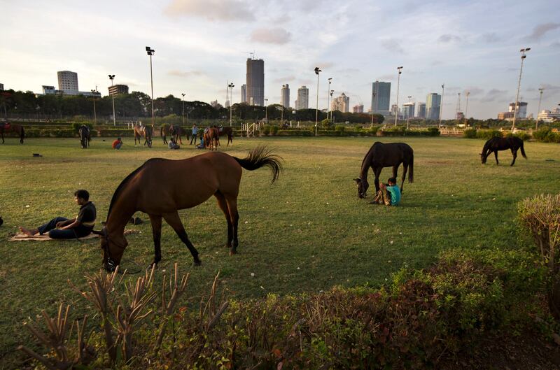 Horses graze at Mahalaxmi Race course in Mumbai, India on May 28, 2013
(Photo by Kuni Takahashi)