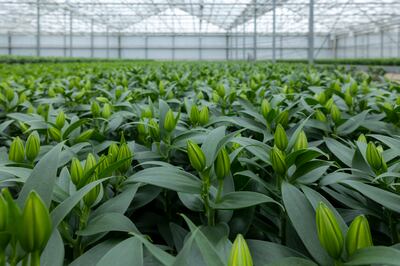 Horticultural companies in the Netherlands were hit with skyrocketing energy bills after Russia restricted gas supplies in response to western sanctions. Photo: Rolf van Koppen