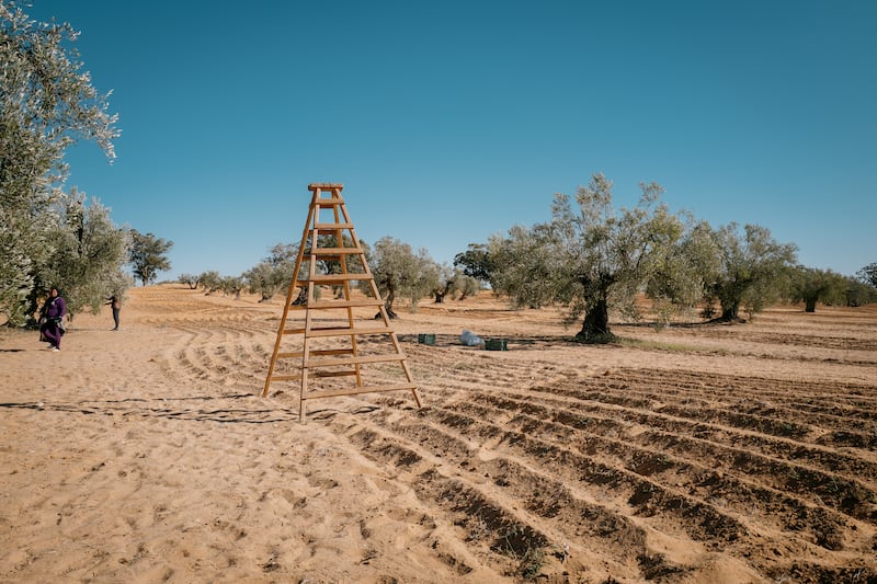 KAÏA prides itself on being decidedly low-tech, favoring traditional techniques for harvesting their olives. Photo: Erin Clare Brown / The National