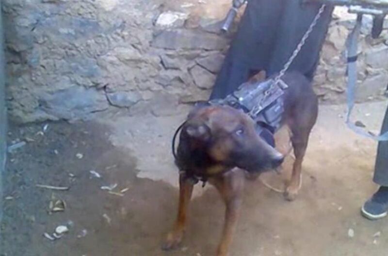 This video frame grab taken from a pro-Taliban website shows an alleged US military service dog being held on a leash by alleged Taliban insurgents at an undisclosed location in Afghanistan. AFP 