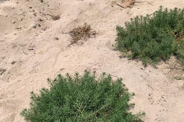 A new species of Harmal plant has been discovered for the first time in UAE. Courtesy: Wam