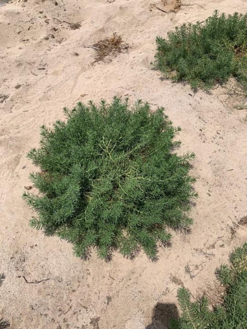 A new species of Harmal plant has been discovered for the first time in UAE. Courtesy: Wam