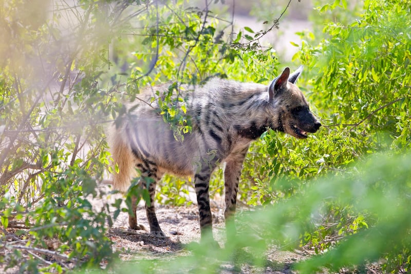 Striped Hyena on the Sir Bani Yas Island on Sunday, Oct. 30, 2011. The island, one of the largest in the Abu Dhabi Emirate, is a wildlife preserve set up by the late Sheikh Zayed Bin Sultan al Nahyan founding father of the UAE, and it is the home to thousands of free-roaming animals, including the Arabian Oryx. (Silvia Razgova/The National)
