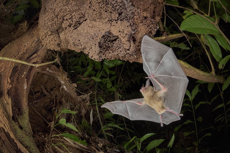 A pygmy round-eared bat returns to its termite-nest home in the lowland forests of Costa Rica in Homecoming by Dvir Barkay