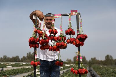 Farmer Tzachi Ariel poses with strawberries in his field near Moshav Kadima-Zoran, near the city of Netanya, Israel. EPA / Abir Sultan 
