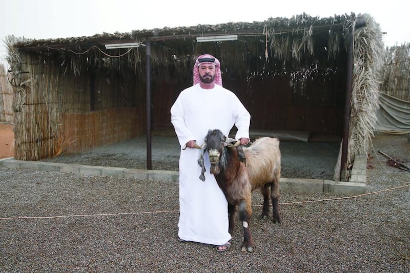 Emirati farmer Nasser Al Alwi with his billy goat who has started to produce milk. Anas Kanni / Al Ittihad 