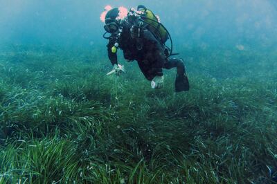A diver swims over 'Posidonia oceanica' meadows in the Mediterranean Sea near Cannes, southern France. AFP