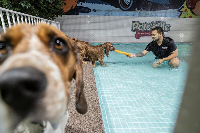 DUBAI, UNITED ARAB EMIRATES. 09 JULY 2020. The opening of the specially dedicated Petsville dog water park in the Al Quoz district. The water park specially caters to dog owners that would like to give their dogs some water based exercise while also allowing them to cool down during the hot summer months. (Photo: Antonie Robertson/The National) Journalist: Nick Webster. Section: National.