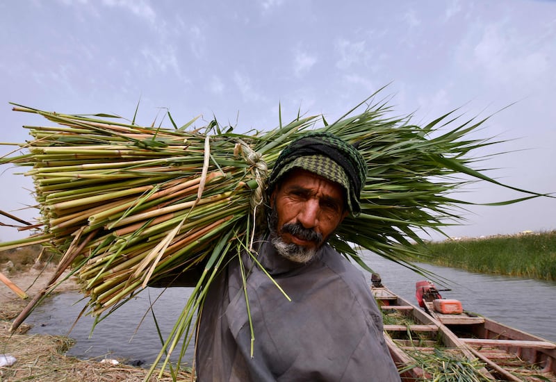 A man carries the harvested grass-like plants.