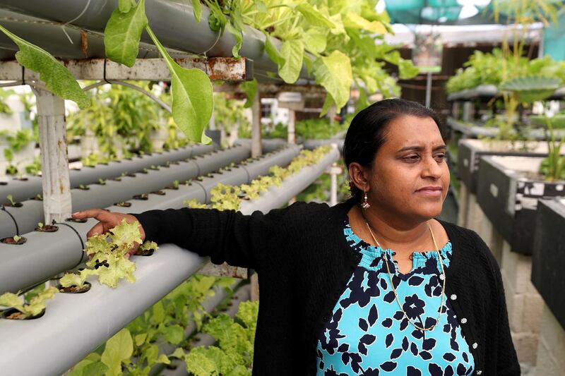 Sharjah, United Arab Emirates - Reporter: Nick Webster. News. Farm manager Nashu Santosh in one of the aquaponic units at the Eco-green technologies research site at Sharjah Research Technology and Innovation Park. Sharjah. Wednesday, January 6th, 2021. Chris Whiteoak / The National