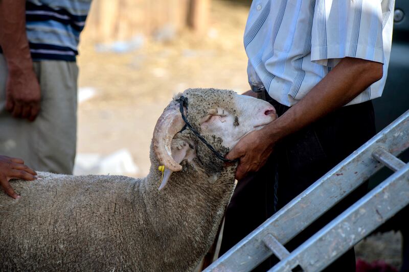 A sacrificial animal at a livestock market in Rabat, Morocco. EPA
