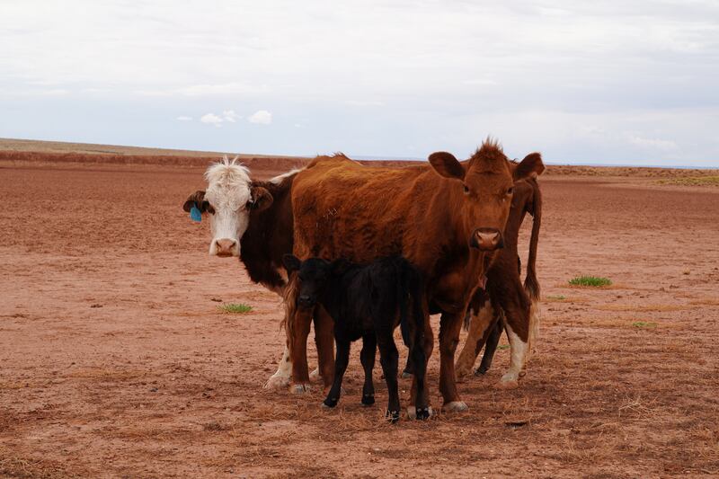 Cows huddle together at a dry earth dam in the Bodaway area of the Navajo Nation reservation.