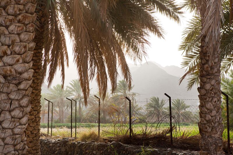 June 17, A view to the mountains on a traditional Emirate farm in Wadi Al Tuwa.  June 1, Ras Al Khaimah, United Arab Emirates. (Photo: Antonie Robertson/ The National)