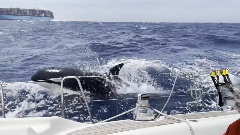 An orca swims near a yacht off the coast of Morocco. There has been an increase in interactions between the animals and vessels.