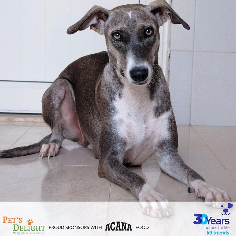 Anantara is a gentle girl who came to K9 at two years old with a friend and lots of puppies she was helping care for. The puppies have now mostly found homes of their own and now it’s her turn. She has lots of love to give and loves her walks. Vaccinated, spayed and deserves a family of her own. Courtesy K9 Friends Dubai