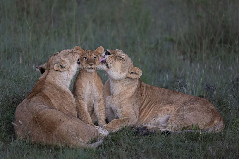 Shared Parenting by Mark Boyd, of lions in Maasai Mara, Kenya, was highly commended. Mark Boyd / PA 