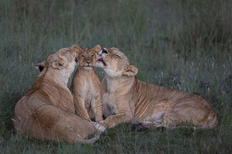 Shared Parenting by Mark Boyd, of lions in Maasai Mara, Kenya